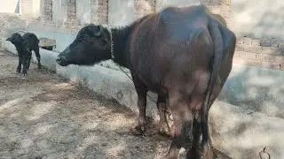 Watch pure neeli buffalo for sale on Arifwala 03006537323 -28-01-2026