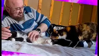 #738 The happiest cat in the world 🥰