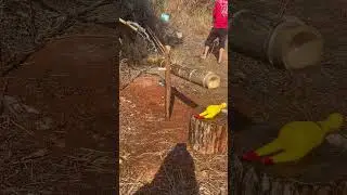 Fruit orchard bird repelling device