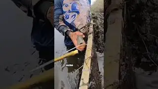 Incredible Survival Trick: Brazilian Fishermen Use Piranha Bites! #shorts