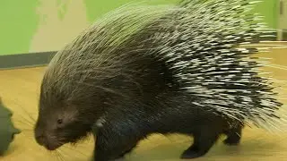 Go on a 'Wild Encounter' at the Bronx Zoo