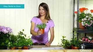 Facebook Live: Easy Herbs to Grow