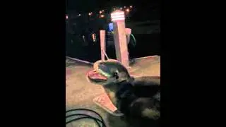 Leopard Seal encounter