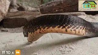 speed up 10 x the snake's feeding time