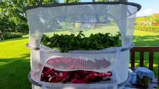 Как сушу душистые травы.
