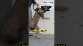Une balle a chang&eacute; la vie de ce Malinois 🎾