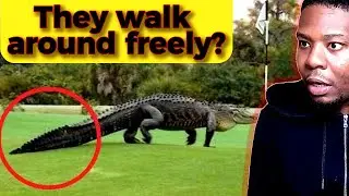 FOREIGNER Reacts to The Most Dangerous Animals in Each U.S. State