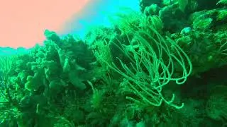 Belize Diving - Gallows Point Reef - The Fish Trap