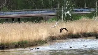 Fiskgjuse i V&auml;len G&ouml;teborg f&aring;ngar fisk (Ultrarapid 2X)