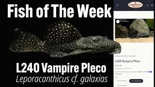 L240 Vampire Pleco (Leporacanthicus cf. galaxias)