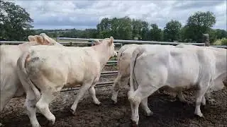 VENTE VIDEO 11 VACHES CHAROLAISES MARDI 14 JUIN 2022 A SICAFOME