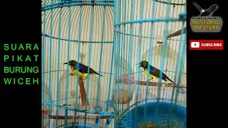 Trik 3 MENIT PANCINGAN BURUNG WICEH Untuk Hasil MAXIMAL!