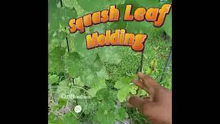 Powdery Mildew On Squash Leaves - #catshobbycorner #squash #fungicides