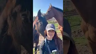 #mare #funny #pets #horse #viralshorts #viral #trending #relaxing #spanishhorse #foryou