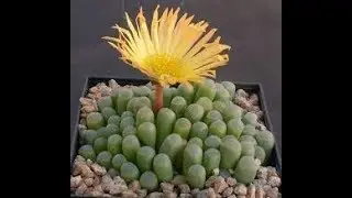 FENESTRARIA CONSEJOS DE CULTIVO