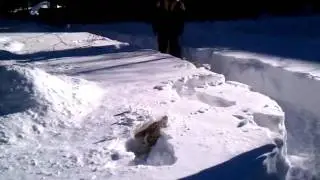 Snow Cooper