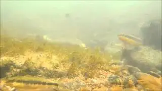Tangerine darters and gilt darters