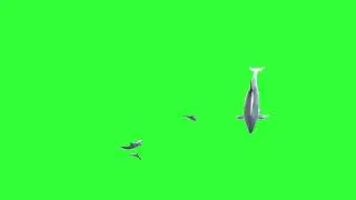 Ultimate Dolphins Green Screen Animation CGI 3D HD
