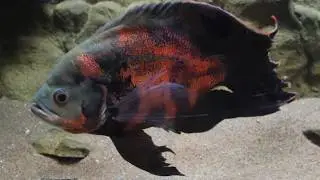 Veiltail Oscar Update