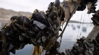 Så ska de hitta blåsfiskgiftet i svenska musslor