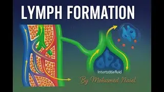 أحياء 12 |  تكون اللمف THE FORMATION OF LYMPH