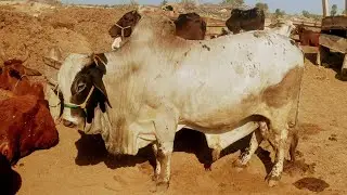 Heavyweight Sahiwal Bull for Qurbani 2026 | Anjum Cattle Farm | Cholistani bull for sale