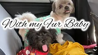Starbucks Trip with my Fur Baby