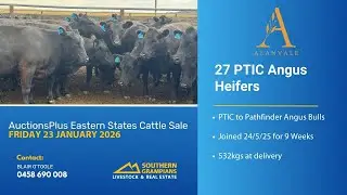 Alanvale 27 PTIC Angus Heifers - AuctionsPlus Eastern States Cattle Sale Fri 23 Jan 2026