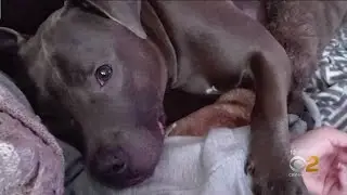 Advocates Want Animal Cruelty Laws Changed After Pit Bull Is Strangled