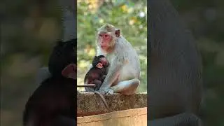 Beyond Bananas: The Rich Diversity of Monkey Lifestyles Primate Paradise: A Deep Dive into the World