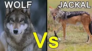 Difference Between Wolf and Jackal [Hindi]