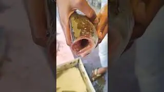 katla machali amazing #short