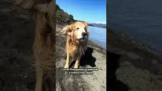 O QUE MUDA NO CHOPP EM AMBIENTES URBANOS VS AMBIENTES NATURAIS? #umchopppelomundo #goldenretriever