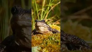 Frog Sounds (European common frog)