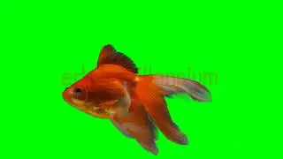 Green screen  GoldFish 3360P