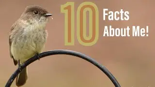 10 Amazing Facts About The Eastern Phoebe