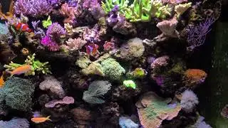 Coral Color and Growth using Budget Lights ( equipment in description)