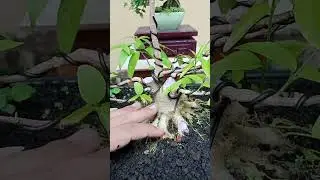 #bonsai #bonsaiart #bonsaitree #caraperawatanbonsai #tanamanhias #bonsaiindonesia #bonsaisancang