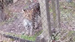 木登りアムールヒョウ
