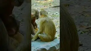 Top Primatologist Reveals the SECRET to Raising Happy Baby Monkeys!