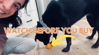 Honest Review of Frozen Dog Treat Toy