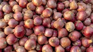 Discover the ancient superfood- Onions #videos #onion #onionplant  #plantlovers @Plants-World