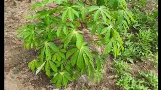 Plantei mudas de mandioca,criação de galinhas caipira #galinha  #mandioca #plantas #vidanaroça 