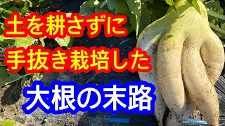 【衝撃！】めっちゃ硬い土で育てた『大根』を抜いたらヤバかった！CGでもAIでもありません！