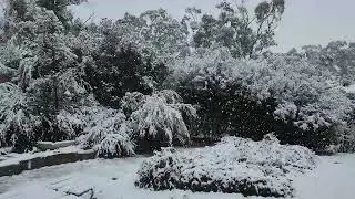 Snow on the Wise Guy History household!