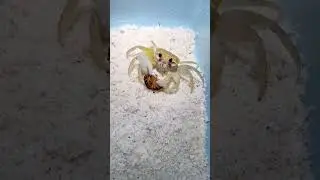 🦀 CANGREJO INTENTA COMERSE UNA CUCARACHA