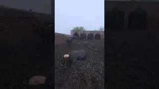 Buffaloes Enjoying Rain Bath in Mud | Desi Village Life #buffaloes2025 #animals