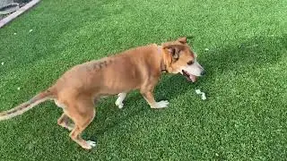 HOBBY FARM RESCUE - RIP Rosco😭😭😭😭