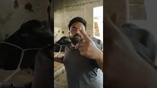 Qasai Ka Bold Statement! Slaughter House Mein Hungama! 😨 #trending #shorts #viral