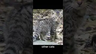 Rip el gato  #shortvideo #subscribe #like #elgato